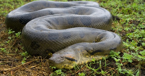 Longest Snake