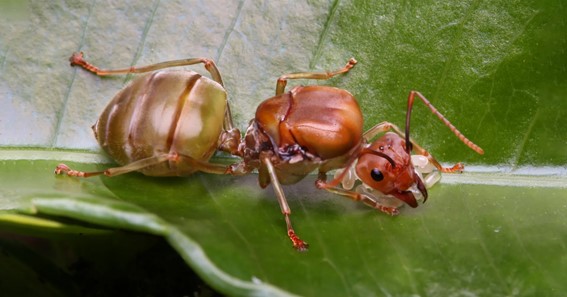Queen Ants
