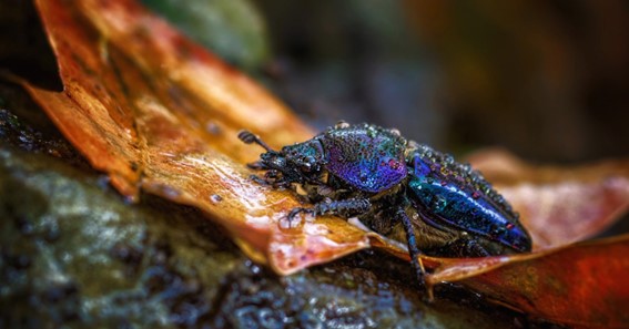 Splendor Beetles
