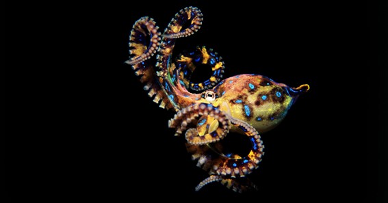 Blue-Ringed Sea Octopus