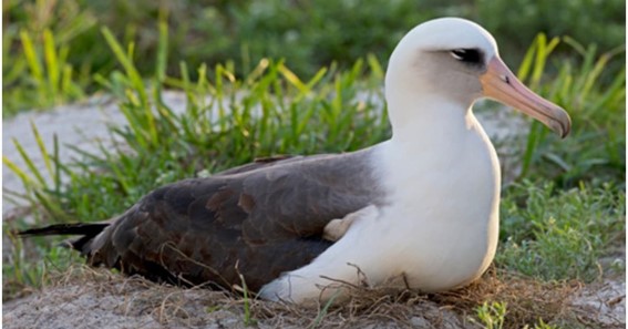 Laysan Albatross (Wisdom)