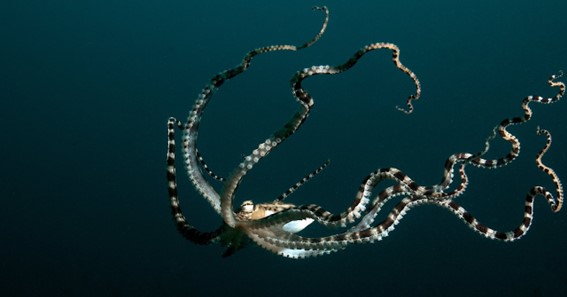 Mimic Octopus 