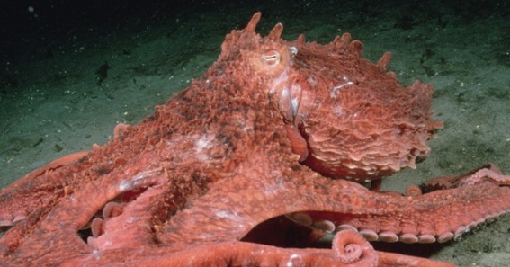 North Giant Pacific Octopus