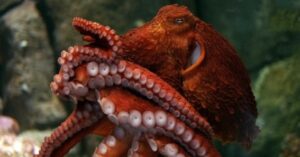 The Longest Living Octopus In The World