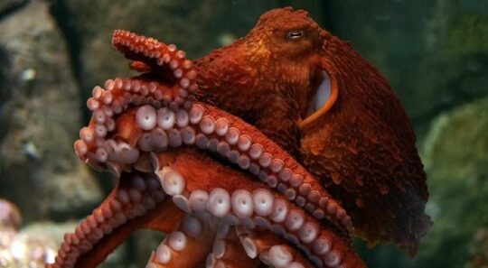 The Longest Living Octopus In The World